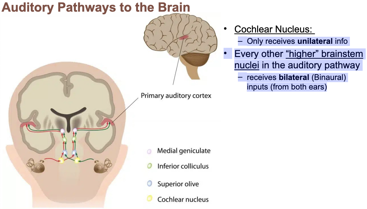 <p><span><span>Cochlear Nucleus:</span></span></p>