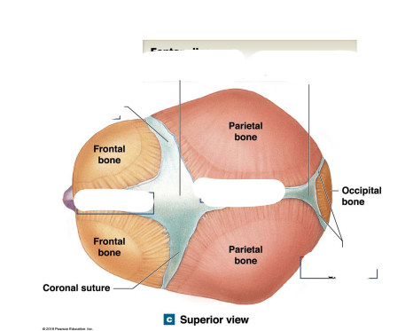 <p>Locations the anterior fontanelle and posterior fontanelle? What are their junctions?</p>