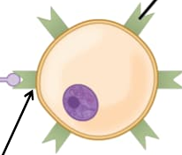 <p>Major histocompatibility complex</p>