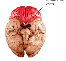 <ul><li><p>orbital frontal cortex</p></li></ul><p></p>