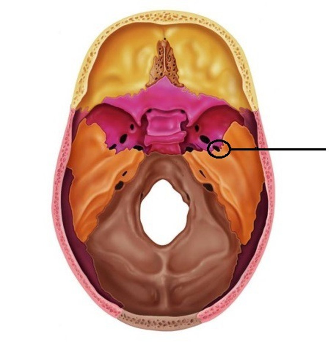 <p>small foramen slightly posterior and lateral to foramen ovale</p>