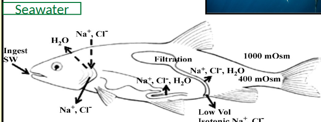 <ul><li><p>Use gills for most excretion and retention processes </p></li><li><p>Osmoregulators </p></li><li><p>e.g. blue fin tuna</p></li></ul><p></p>