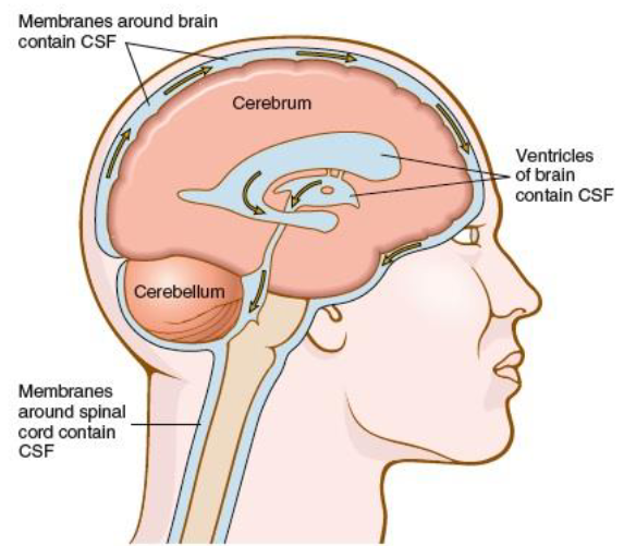 <p>one of the 4 interconnected cavities within the brain that contain and secrete cerebrospinal fluid</p>