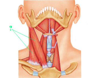 <p><span>Identify the indicated muscle.</span></p>