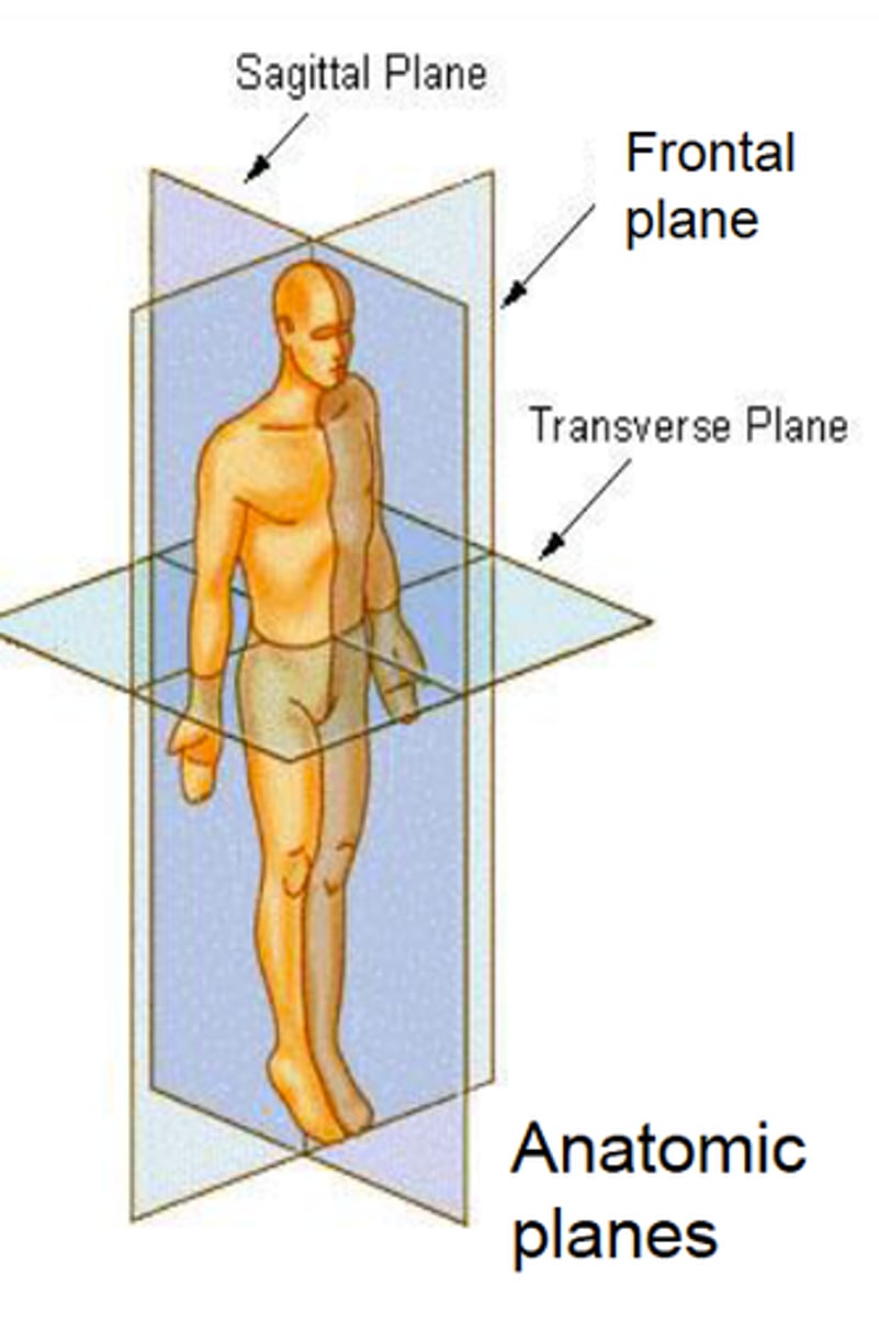 <p>•Sagittal cut: separating left and right</p><p>•Midsagittal: separating left and right equally</p><p>•Parasagittal: separating left and right unequally</p><p>•Transverse cut: separating superior and inferior</p><p>•Frontal cut: separating anterior and posterior</p><p>•Oblique cut: separating the tissue at an angle</p>