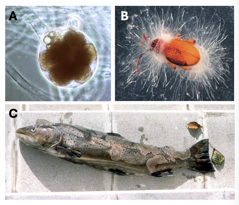 <p>Oomycetes</p>