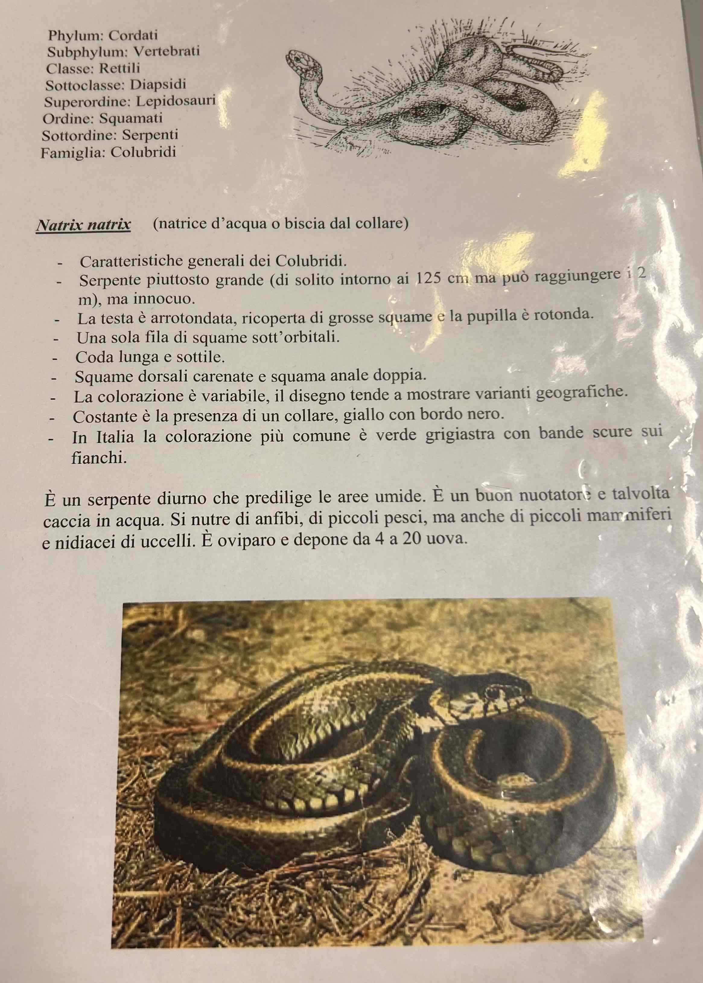 <p>Cordati</p><p>Vertebrati</p><p>Gnatostomi</p><p>Tetrapodi</p><p>Rettili</p><p>Lepidosauria</p><p>Squamati</p><p>(Ofidi)</p><p>Natrix natrix [natrice d’acqua/biscia dal collare]</p>