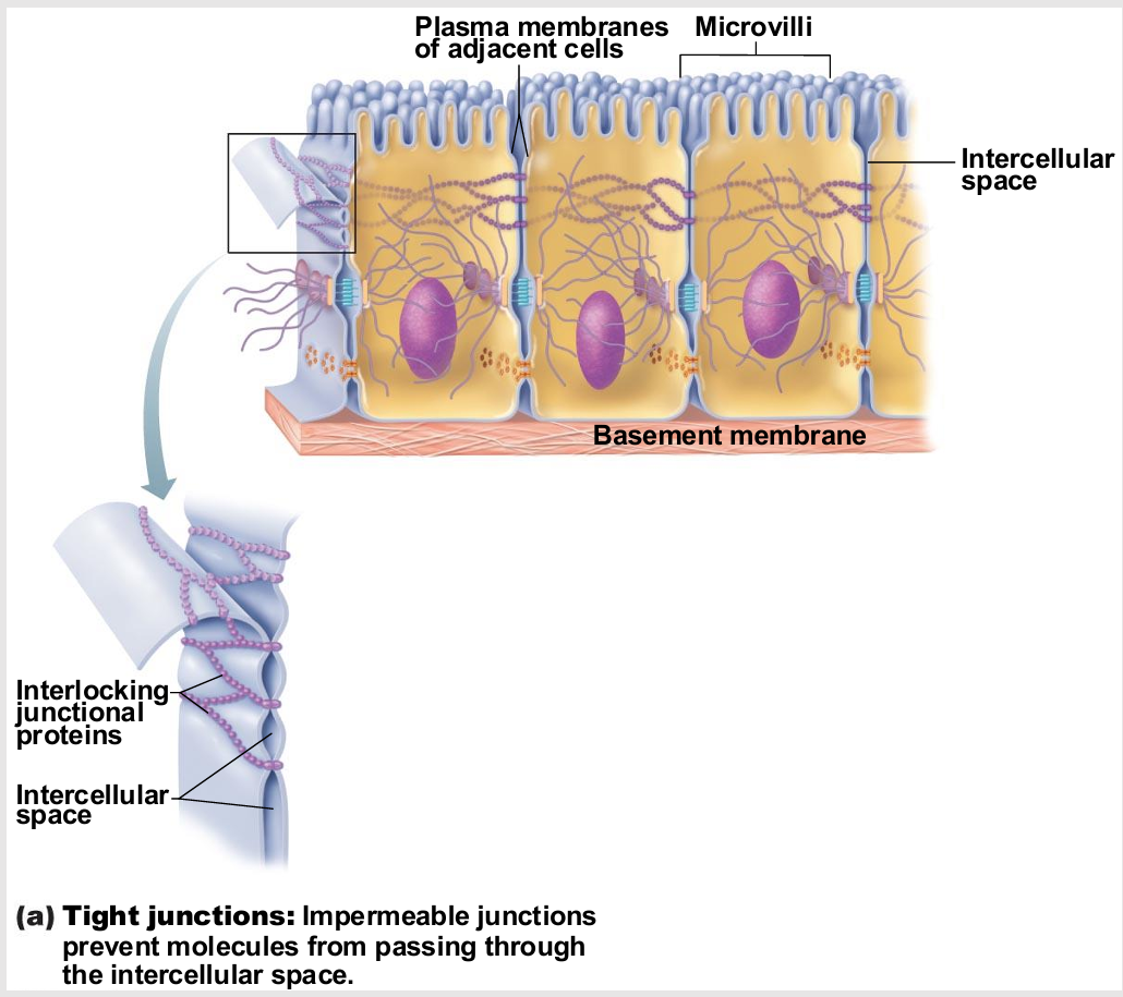 <ul><li><p> Adjacent integral proteins fuse → form impermeable junction encircling cell</p><ul><li><p>Prevent fluids and most molecules from moving between cells </p></li><li><p>chemical barrier</p></li></ul></li><li><p>Where might these be useful in body?</p><ul><li><p>digestive system</p></li><li><p>placenta (fine control)</p></li><li><p>blood vessels</p></li><li><p>epithelial</p></li><li><p>endothelial</p><p></p></li></ul></li></ul><p></p>