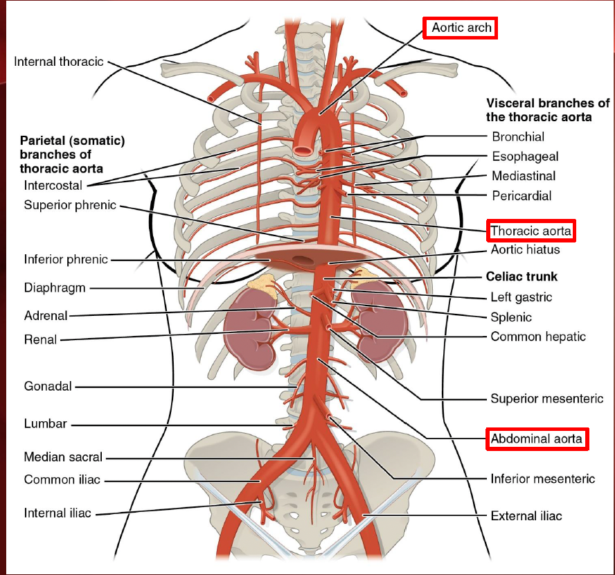 <p>descending aorta (Aorta & branches)</p>