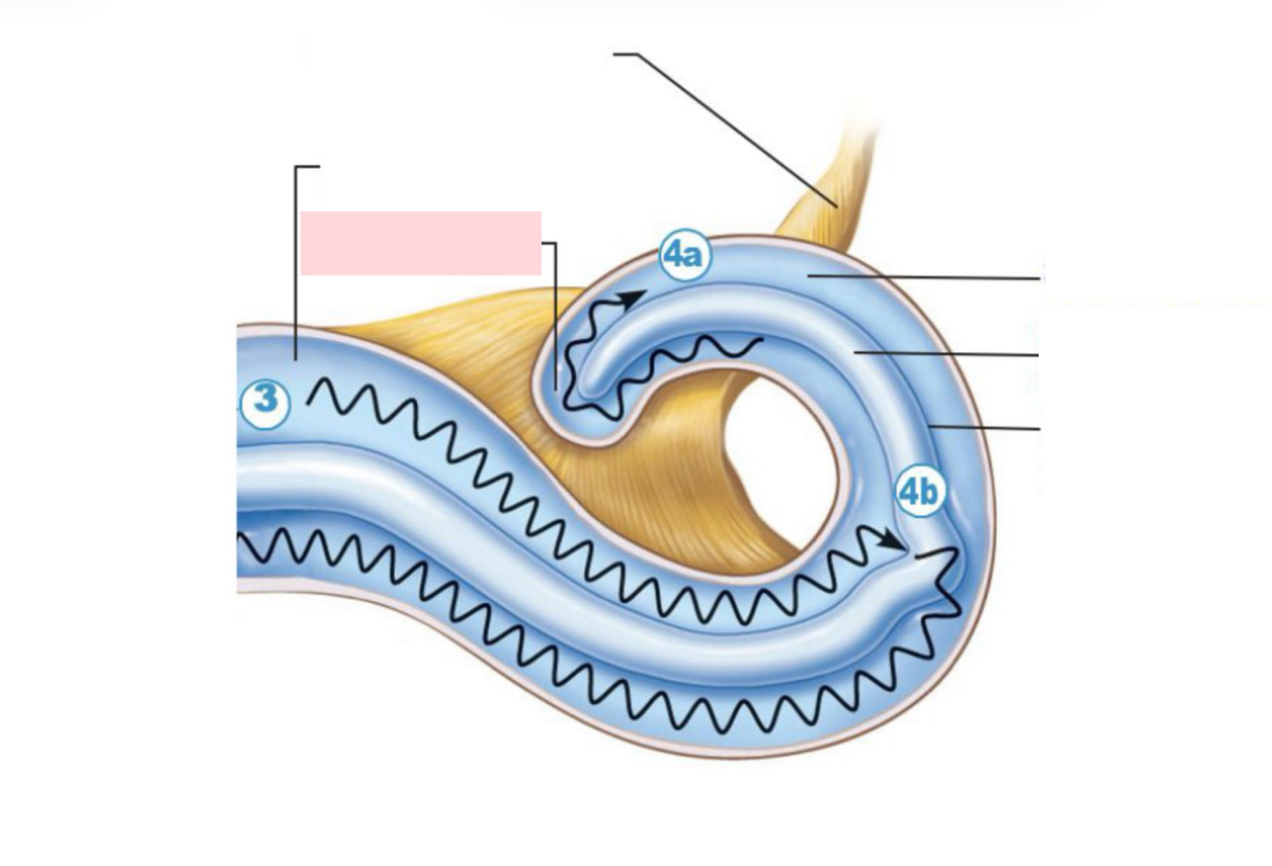 <p>Label the Diagram</p>