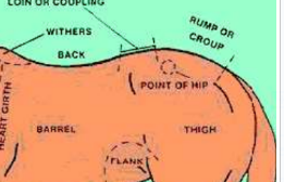 <p>Lumbosacral joint to tail (Rump)</p>