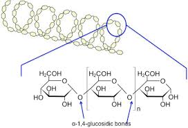 <p>Polysaccharide - Starch</p><ul><li><p>plant</p></li><li><p>A Glucose</p></li><li><p>1-4 bonds</p></li><li><p>compact structure so decreased digestion</p></li></ul><p></p>