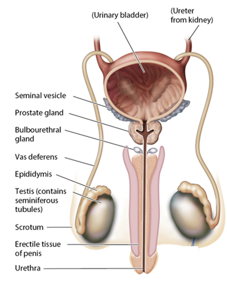 <p>seminal vesicles </p>