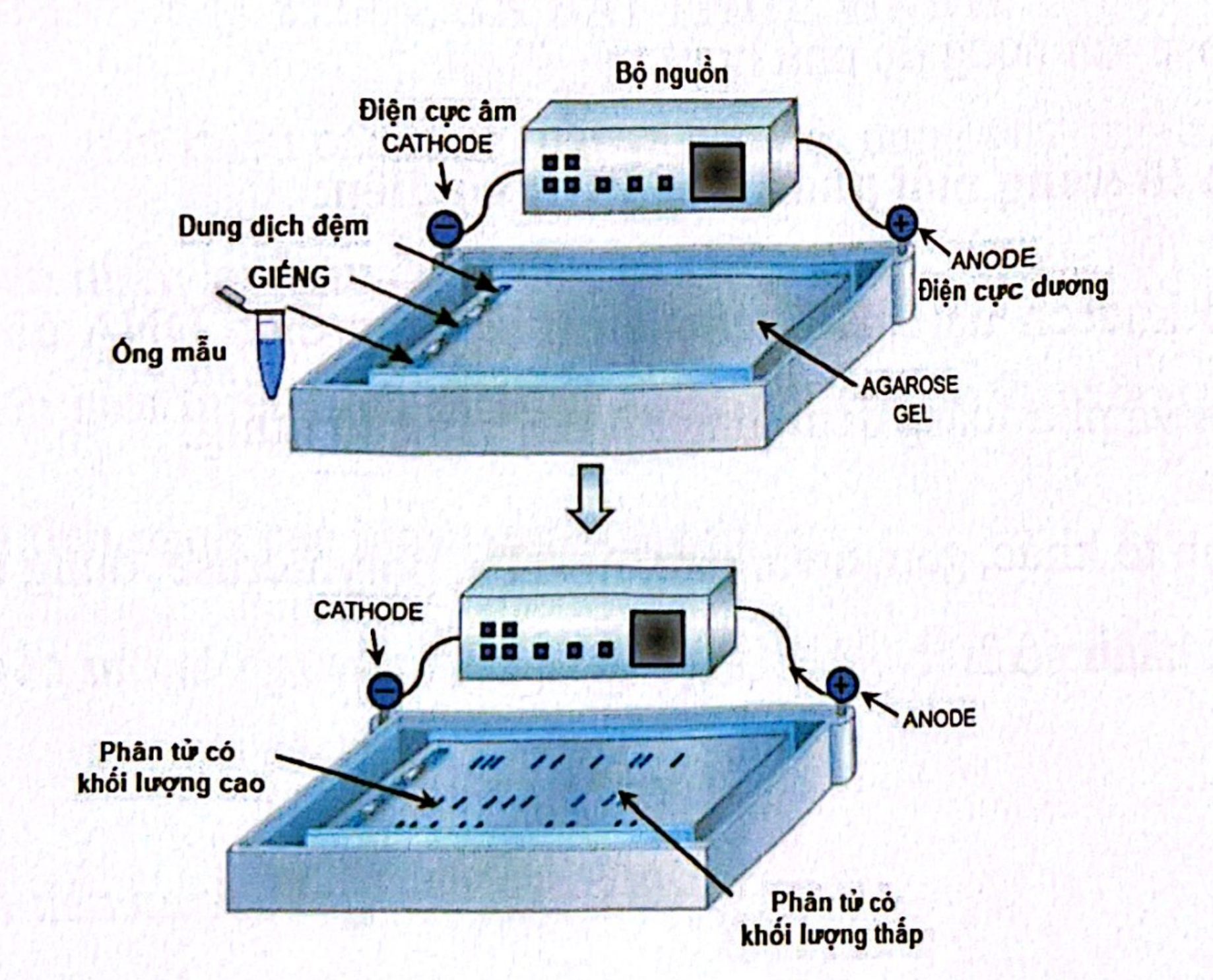<p>Hình trên minh họa nguyên lý của kỹ thuật nào sau đây trong sinh học phân tử?</p><p>A. Sắc ký ái lực (Affinity chromatography)</p><p>B. Điện di trên gel agarose (Agarose gel electrophoresis)</p><p>C. Ly tâm tách lớp (Density gradient centrifugation)</p><p>D. Phân tích quang phổ UV (UV spectrophotometry)</p>