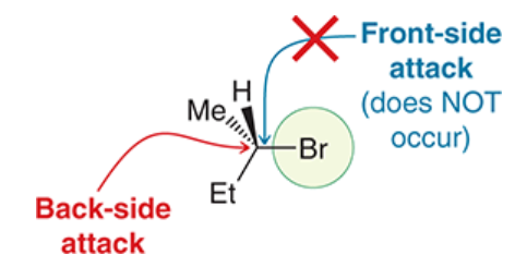 <p>requirement for a Walden inversion in S<sub>N</sub>2 reaction</p><p>lone pairs of Lg create areas of high electron density that block the front side of the substrate</p><p>MO theory: electron density flows from HOMO of nucleophile to LUMO of electrophile</p><p>Nu can only attack from the back side</p>