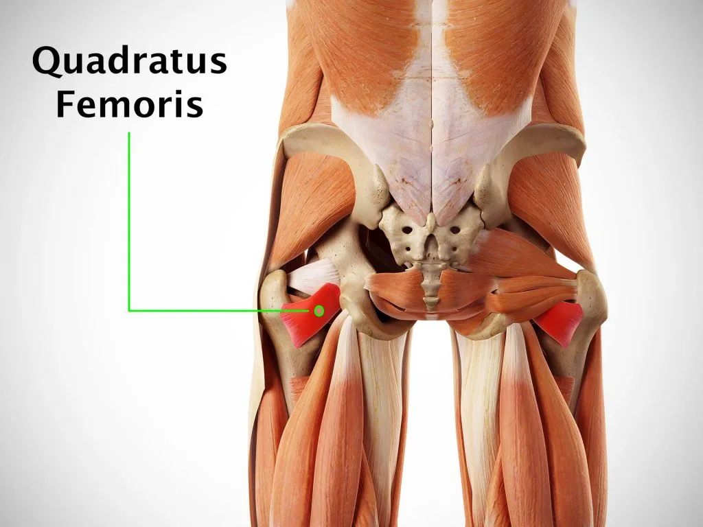 <p>Flat rectangular muscle between ischial tuberosity & femur laterally rotates hip. (N. to quadratus femoris). ๐ Below gemelli, short and dark red. ๐ก "Quad = square rotator."</p>
