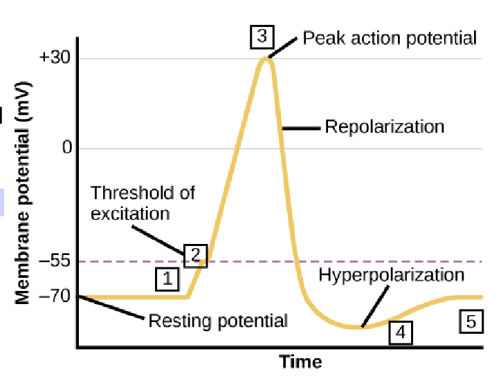 <p>why does hyperpolarization occur?</p>