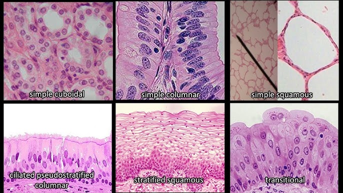 <p>Epithelial Tissue</p>