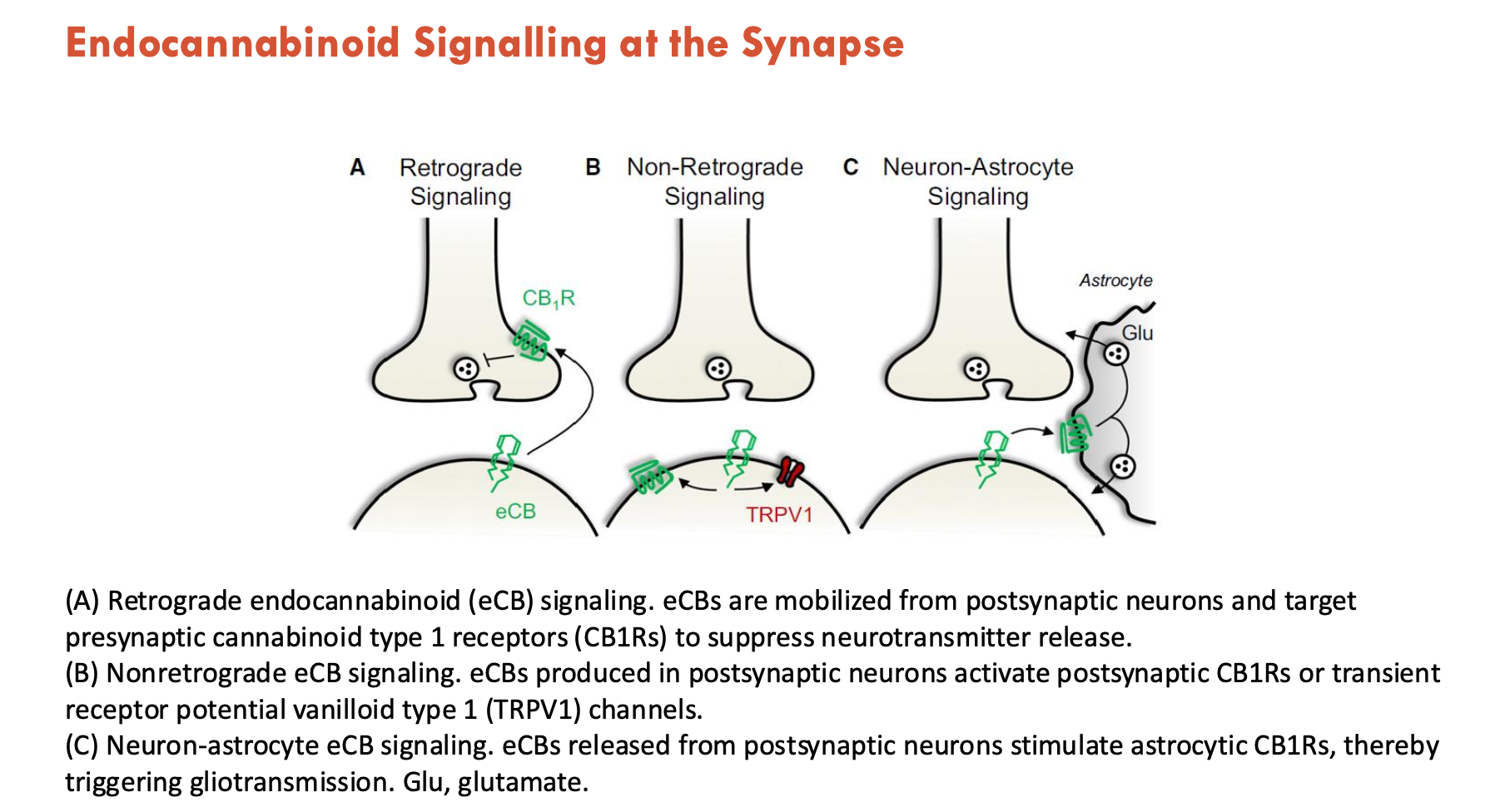<ol><li><p><strong>Retrograde endocannabinoid (eCB) signalling:</strong> eCBs are mobilised from postsynaptic neurons and target presynaptic cannabinoid type 1 receptors (CB1Rs) to suppress NT release</p></li><li><p><strong>Nonretrograde eCB signalling:</strong> eCBs produced in postsynaptic neurons activate postsynaptic CB1Rs or transient receptor potential vanilloid type 1 (TRPV1) channels</p></li><li><p><strong>Neuron-astrocyte eCB signalling:</strong> eCBs released from postsynaptic neurons stimulate astrocytic CB1Rs → triggers gliotransmission (via GABA, glutamate)</p></li></ol><p></p>