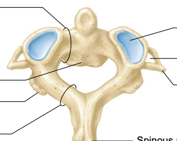 <p>allows us to shake our head no</p>