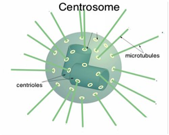 <p>Where microtubules grow from</p><ul><li><p>Microtubule Organization Center (MTOC)</p></li></ul><p></p>
