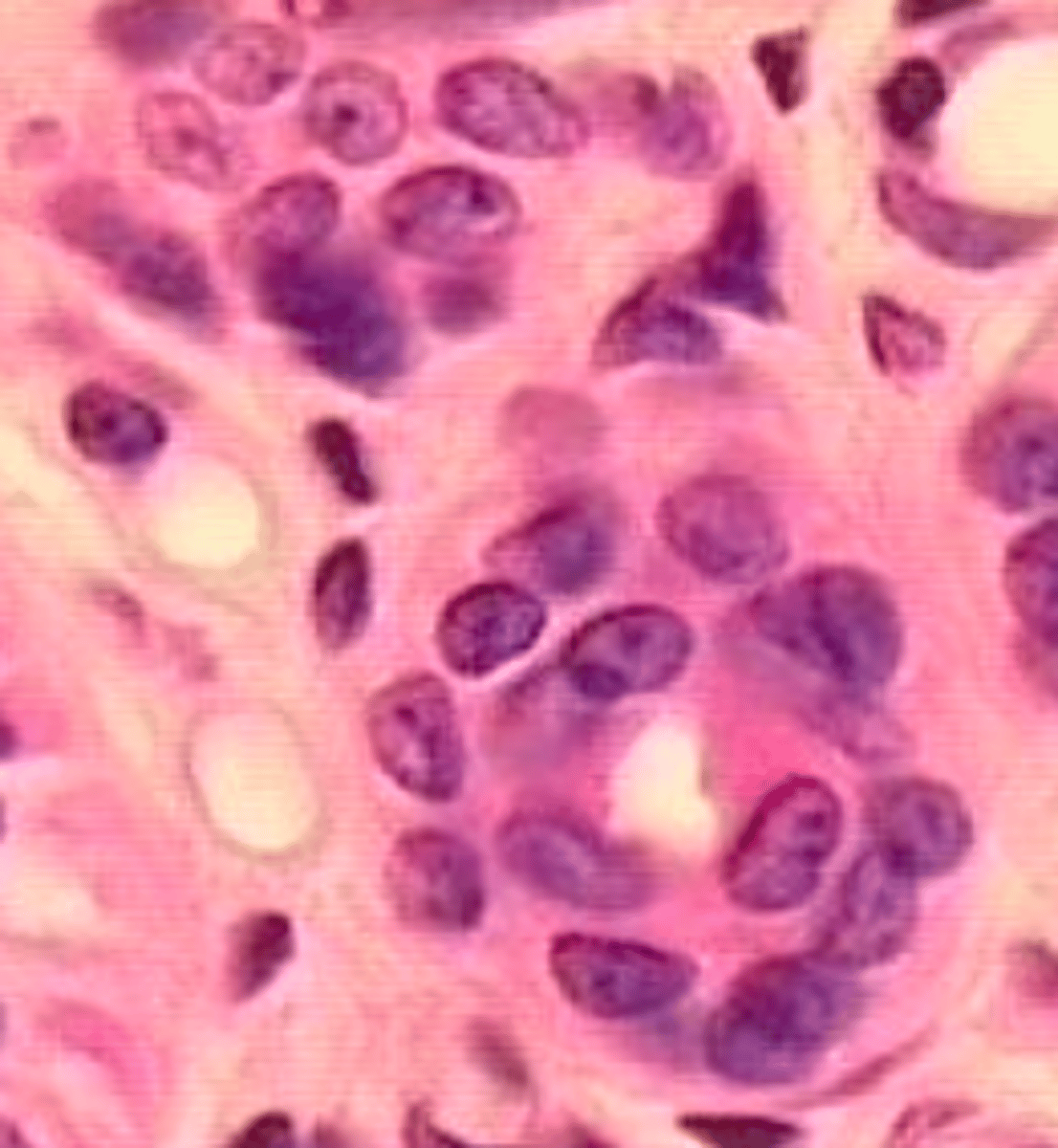 <p>classify this epithelium</p>