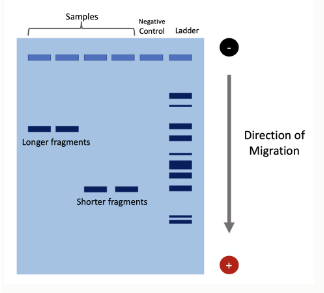 <ul><li><p><span>DNA is negatively charged</span></p></li><li><p><span>When placed in an electric field, DNA will migrate <u>towards the positive pole (anode)</u></span></p></li><li><p><span>An agarose gel is used to slow down the movement of DNA and separate by size</span></p></li></ul><p></p>