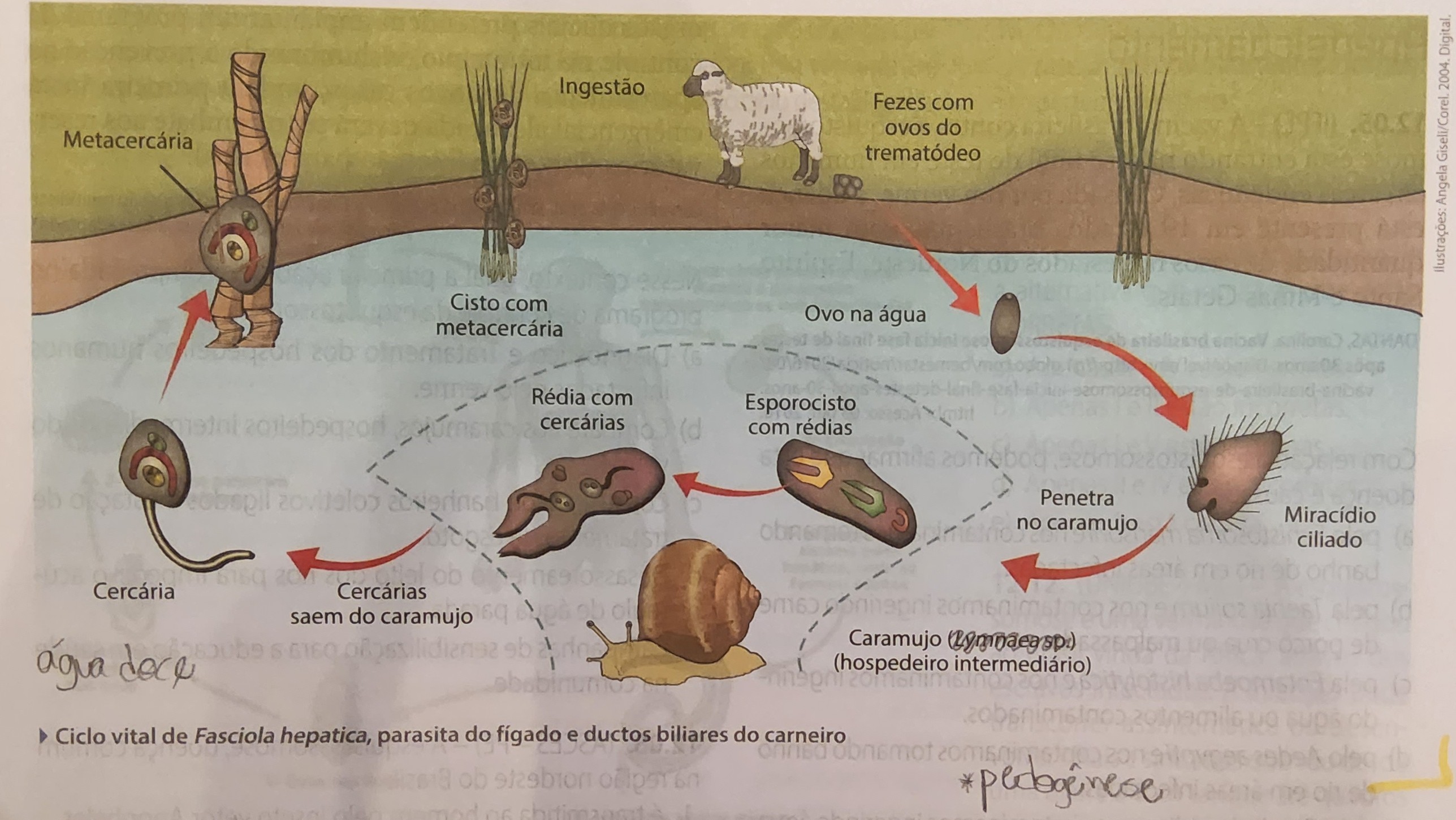 <ul><li><p>verme Fasciola hepatica</p></li><li><p>parasita o fígado e as vias biliares do carneiro, boi e raramente o ser humano (hospedeiro acidental)</p><ul><li><p>[pequenos ductos que ligam o fígado e a vesícula ao duodeno, onde passa a bile]</p></li></ul></li><li><p>verme monoico/hermafrodita que se reproduz por autofecundação → eliminados com as fezes</p></li></ul>