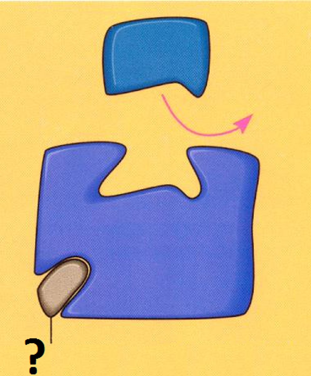 <p>bind to enzyme at the allosteric site causes a shape change that makes the substrate unable to bind substrate</p>