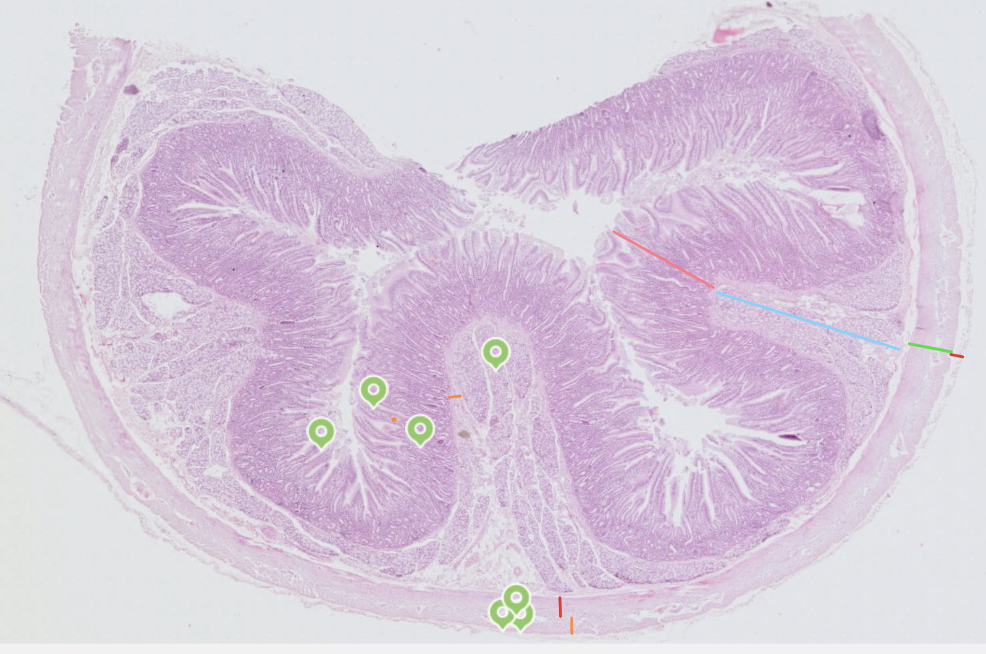 knowt flashcard image