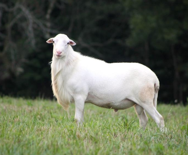 <p>What is the Name and Category of this sheep?</p>