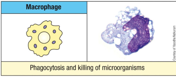 <p>They exhibit enhanced phagocytic activity, increased killing ability, increased secretion of inflammatory mediators, increased migration, and increased ability to activate T cells via antigen-presentation.</p>