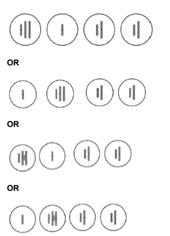 <p>2 cells on left correct, ignore differences in</p><p>chromosome length in drawn cells (1) </p><p>2 cells on right correct, ignore differences in</p><p>chromosome length in drawn cells (1) </p>