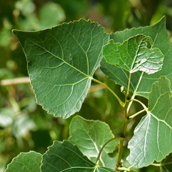 <p><u>Populus nigra</u> and <u>P. fremontii</u>, Salicaceae</p>