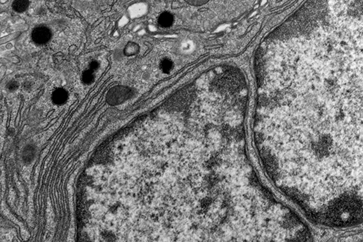 <p>what type of microscopy is this?</p>