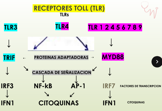 <p>TLR (Dominio extracelular) Reconoce un patrón genera cambios en el receptor:</p><ul><li><p><span data-name="plus" data-type="emoji">➕</span>Dominio citosolico, recluta: PROTEINAS ADAPTADORAS MyD88 Y TRIF</p></li><li><p>Reclutan QUINASAS que ACTIVAN proteínas por fosforilación (<span data-name="minus" data-type="emoji">➖</span>FOSFATASAS inhiben quitando fosforo (desfosforilando)</p></li><li><p>La CASCADA DE SEÑALIZACION se activan FACTORES DE TRANSCRIPCION NF-kB que van al nucleo se unen al ADN y transcriben:</p></li></ul><p>-CITOQUINAS PROINFLAMATORIAS</p><p>-MOLECULAS DE ADHESION <span data-name="fast_forward" data-type="emoji">⏩</span>permiten migracion</p><p>-QUIMIOQUINAS<span data-name="fast_forward" data-type="emoji">⏩</span> atraen linfocitos</p><p>-IFN 1 inhibe replicación ARN viral</p><p>-CO-ESTIMULADORAS (B7 para activar linfocitos T)</p>