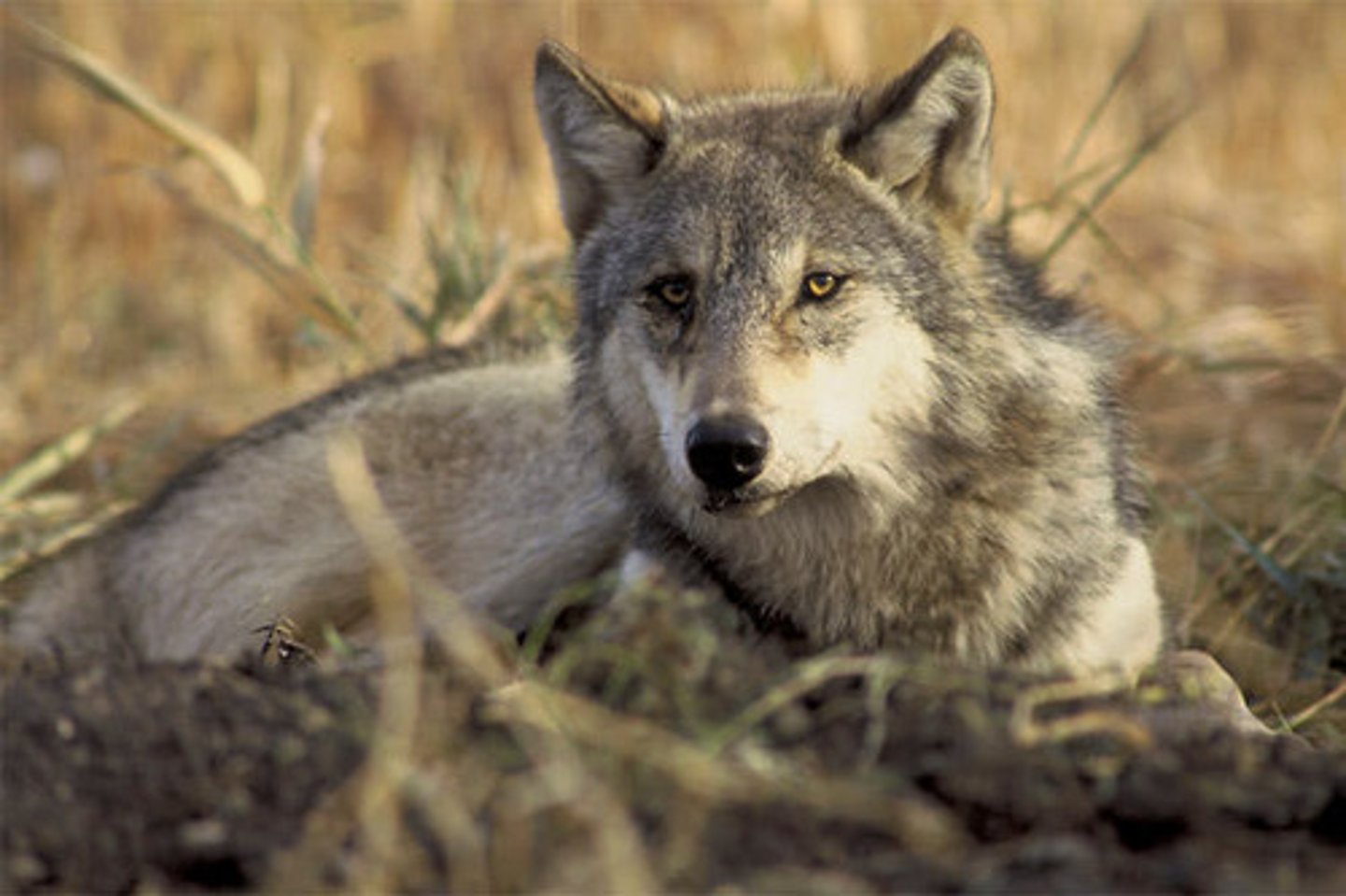 <p>&gt;An organism that obtains energy by eating other animals</p>