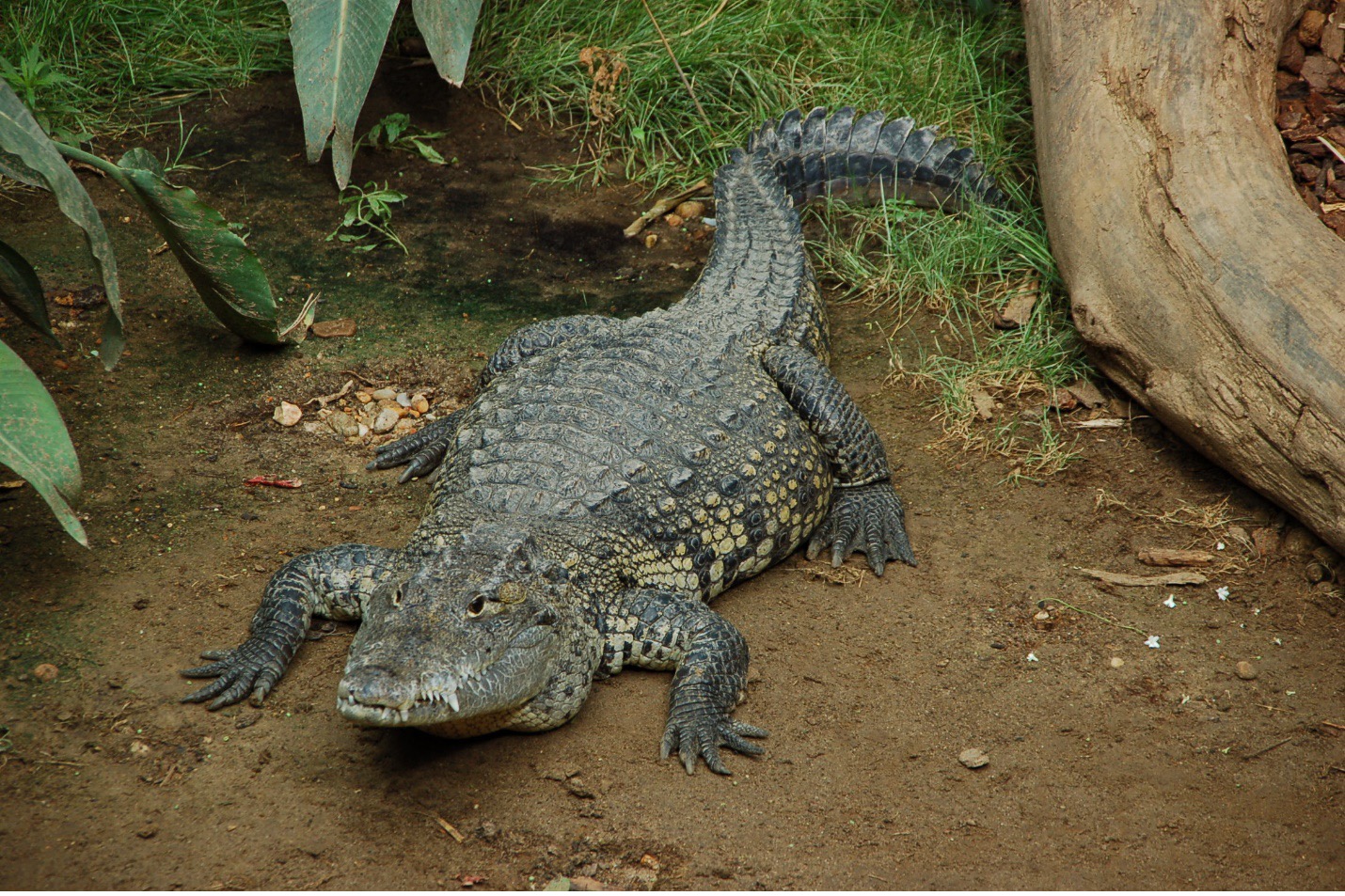 *only in Central America*