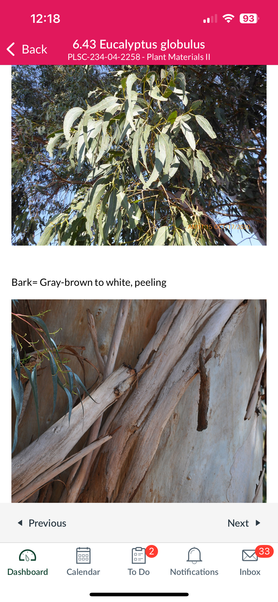 <p>Eucalyptus globulus</p>