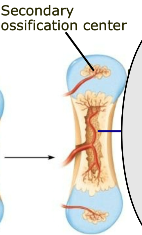 1. Forms in epiphyses
2. Skeleton continues to grow via division of cartilage (and bone) 
cells until maturity