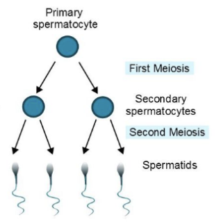 <ul><li><p><span style="background-color: transparent;"><span>formation and development of sperm</span></span></p></li><li><p><span style="background-color: transparent;"><span>starts in testes, finishes in epididymis&nbsp;</span></span></p></li><li><p><span style="background-color: transparent;"><span>1 spermatocyte → 4 sperm cells</span></span></p></li><li><p><span style="background-color: transparent;"><span>occurs continuously, takes ~75 days</span></span></p></li></ul><p></p>