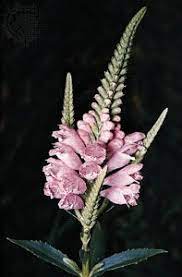 Indeterminate simple inflorescence

Elongate

Sessile flowers
