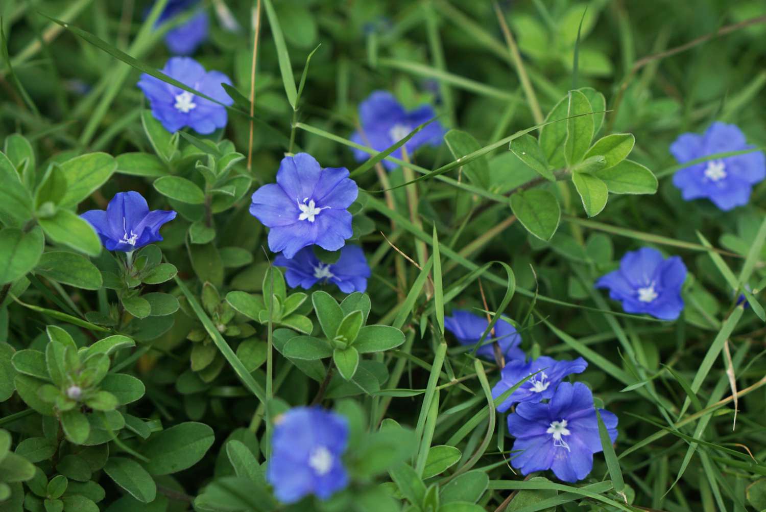 <p>low, spreading plant with silvery foliage and bright blue, funnel-shaped flowers.</p><p>-spiller in basket</p>