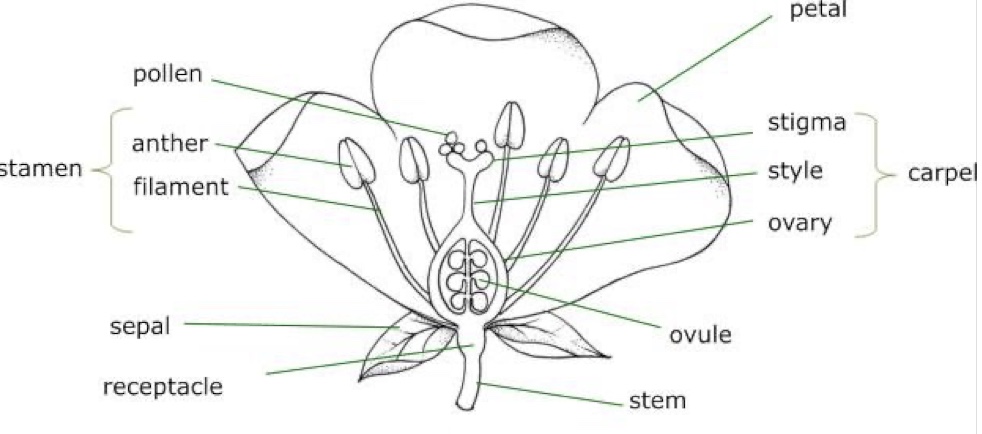 <ul><li><p><span>Pollination is the transfer of pollen grains (male gametes) from an anther to a stigma and then down to the ovules (female gametes).​</span></p></li><li><p><span>Peas produce both male and female gametes on the same plant, allowing self pollination and therefore self fertilisation.</span></p></li></ul>