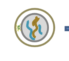 <p>G1 (2n) </p><p>HOW MANY chromosomes (DNA molecules) </p><p>HOW MANY chromatid/chromosomes (per each)</p>