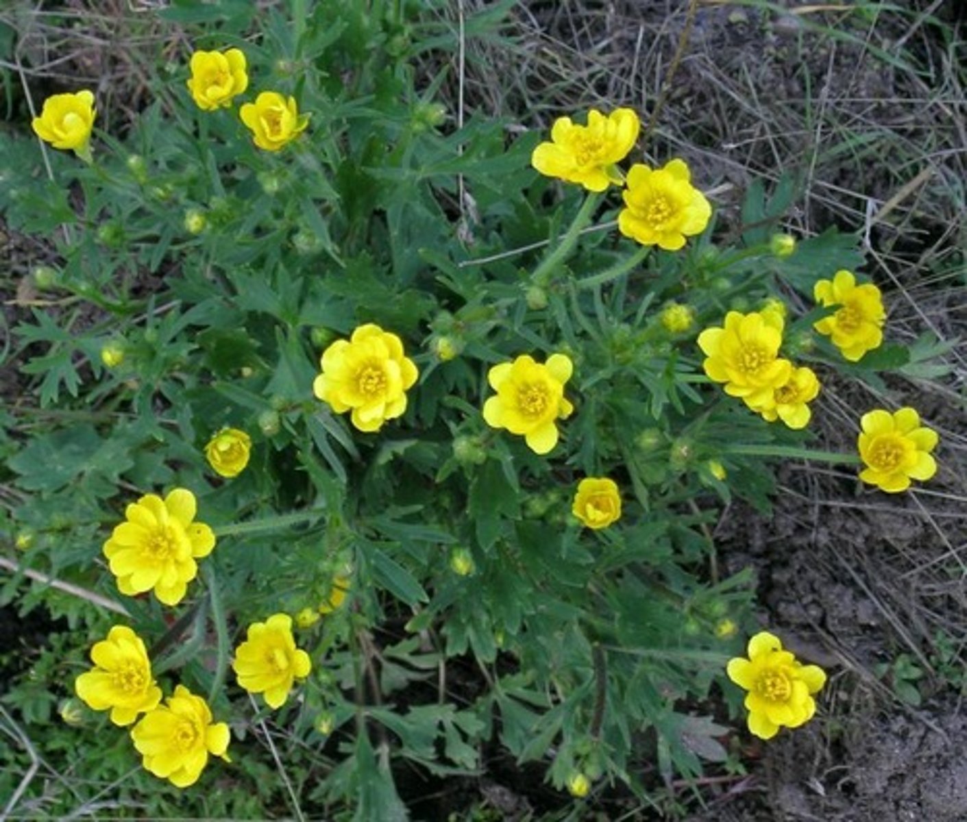 <p>California Buttercup</p>