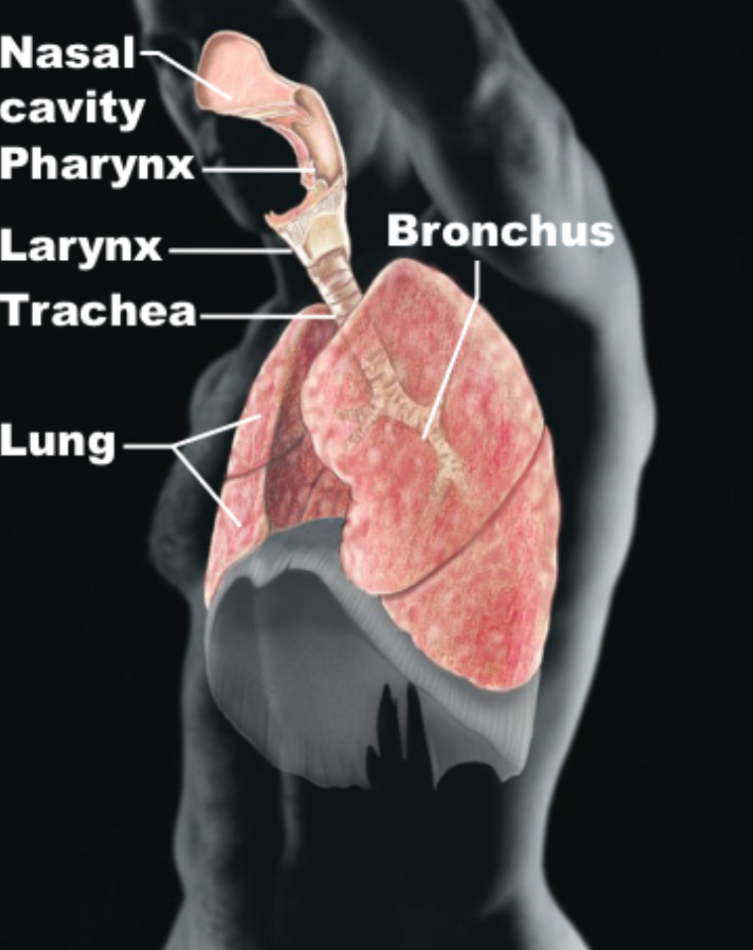 <p>Respiratory </p>