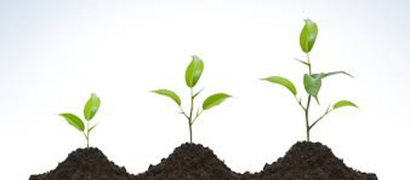 <p>An increase in the size of an organism</p>