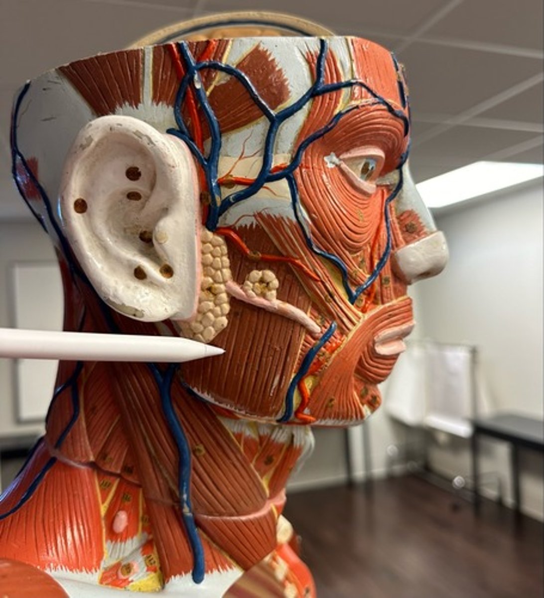 <p>What are the (2) attachments for the Masseter?</p>