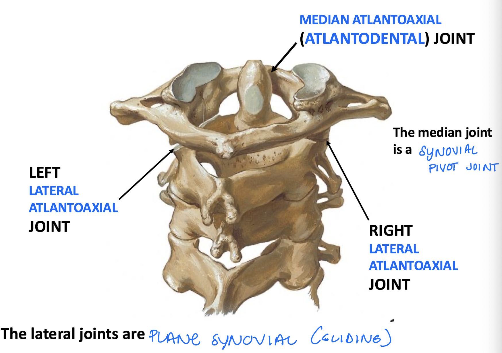 <p>atlantoaxial joint function</p>